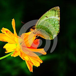 Green Butterfly on Yellow Flower