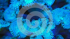 Green button polyps opening