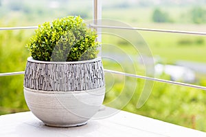 Green buxus in ceramic flower pot on a balcony