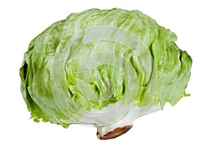 Green cabbage