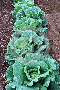 Green Cabbage