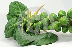 Green cabbage