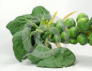 Green cabbage