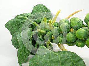 Green cabbage
