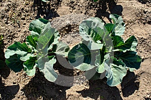 Green cabbage bushes growing in the gard