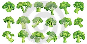 Green cabbage collection. Isolated broccoli, fresh vegetables for meals and salad. Agriculture, farm market elements