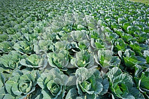 Green Cabbage crop growing at vegetable field.