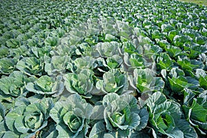 Green Cabbage crop growing at vegetable field.