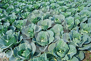 Green Cabbage crop growing at vegetable field.