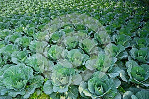 Green Cabbage crop growing at vegetable field.