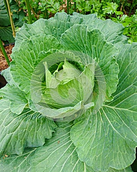 Green Cabbage or Cruciferae in the organic plots.