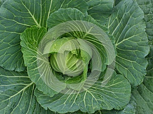 Green cabbage with dew drop in organic farm a beautiful of natural food ingredient