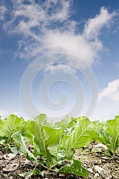 Green cabbage farm
