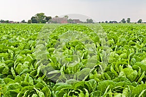 Green Cabbage Field