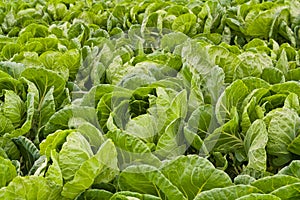 Green Cabbage Field