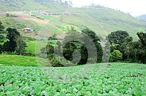 Green cabbage field