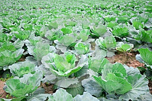 Green cabbage field