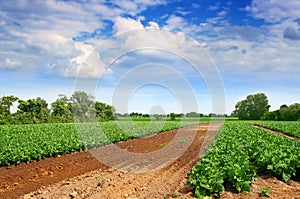 Green cabbage field