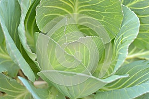 Green cabbage, fresh.