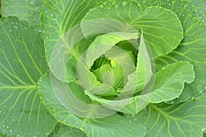 Green cabbage, fresh.