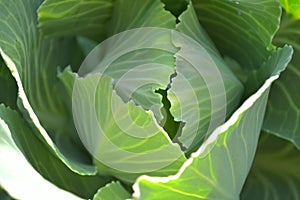 Green cabbage, fresh.