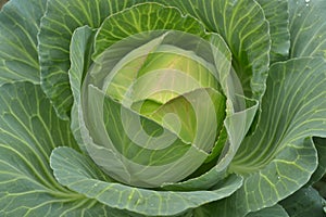 Green cabbage, fresh.