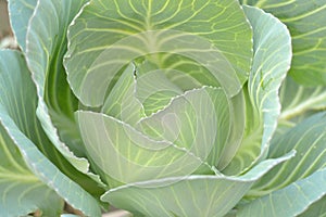 Green cabbage, fresh.