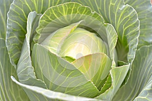 Green cabbage, fresh.