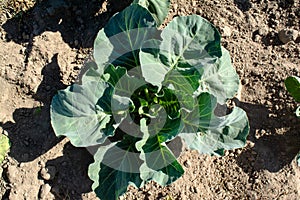 Green cabbage growing in the gard