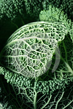 Green cabbage, healthy food, raw vegetables. Fresh cabbage macro image photo