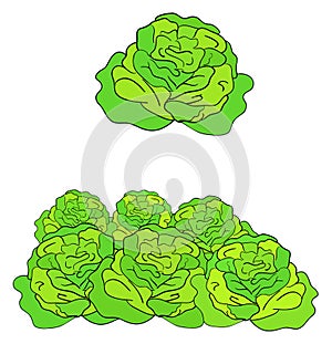 Green cabbage illustration