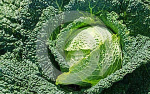 Green cabbage