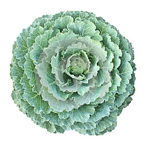 Green cabbage isolated (Longlived Cabbage)