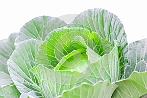 green cabbage isolated on white