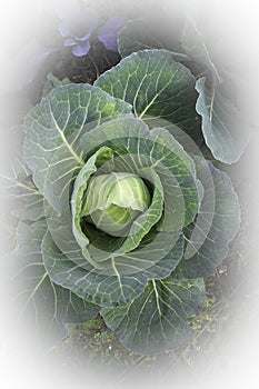 THE GREEN CABBAGE WITH ISOLATED WHITE BACKGROUND