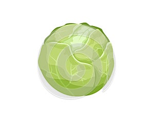 Green cabbage isolated on white background. Organic ingredient for salad. Fresh and healthy food. Vegetarian nutrition