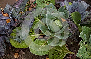 Green cabbage with large old leaves