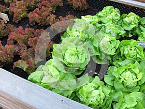 Green cabbage lettuce and red lollo rossa in a raised bed made of wood