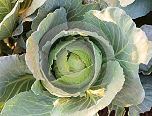 Green cabbage with natural background