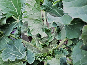 Green Cabbage plant growing in the ground