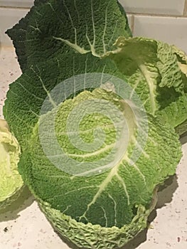 Green Cabbage