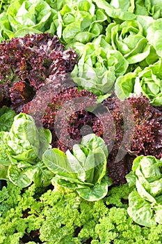 Green cabbage and red leaf lettuce and parsley