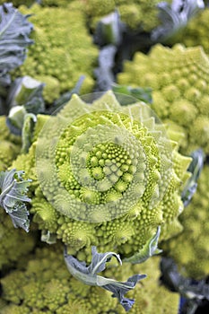 Green cabbage