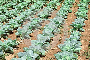 Green Cabbage In Rows, Serbia photo