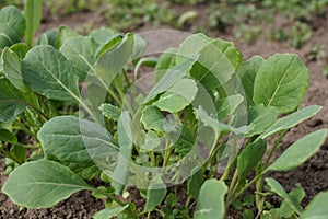 Green cabbage seedlings