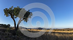 Green cabbage tree against clear blue sky