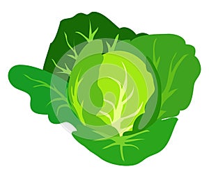 Green Cabbage Vector Illustration Isolated White