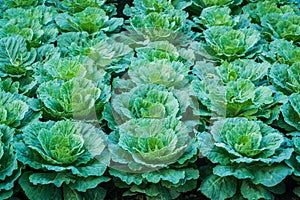 Green cabbage in the vegetable garden