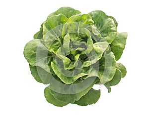 Green cabbage on a white background, a leaf of green cabbage, greens, cabbage in the form of a rose