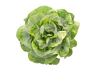 Green cabbage on a white background, a leaf of green cabbage, greens, cabbage in the form of a rose